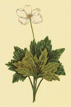 Framed Anemone Print