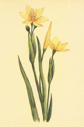 Framed Arizona Sisrinchium Print