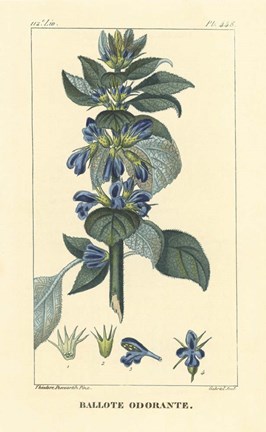 Framed Ballote Oderante Print