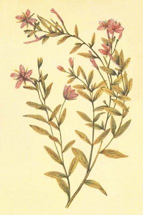 Framed Broad Leaved Fireweed Print