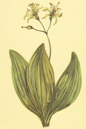 Framed Clintonia Print