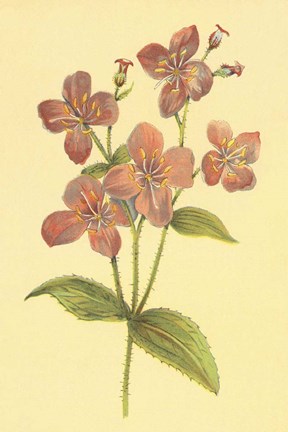 Framed Deer Grass and Meadow Beauty Print