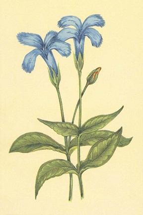 Framed Finged Gentian Print