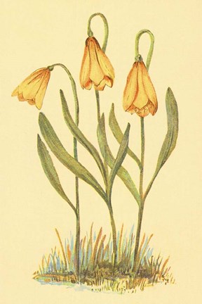 Framed Fritillary Print