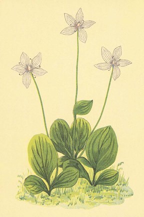Framed Grass of Parnassus Print
