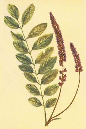 Framed Lead Plant Print