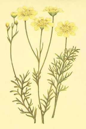 Framed Newberry Leucampyx Print