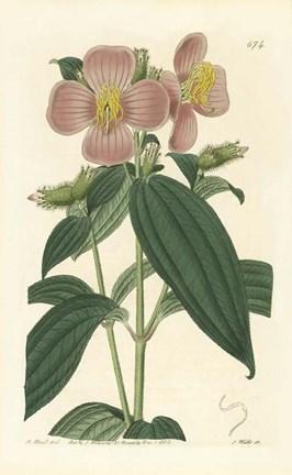 Framed Osbekia Stellata Print