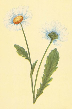 Framed Ox Eye Daisy with Whiteweed Print