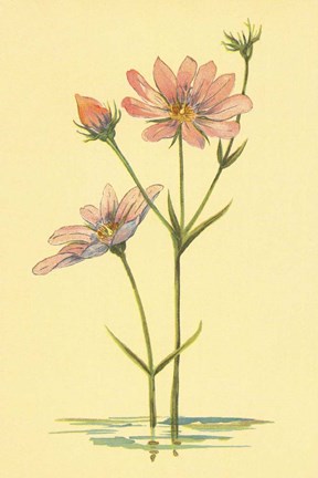 Framed Sea Pink Print