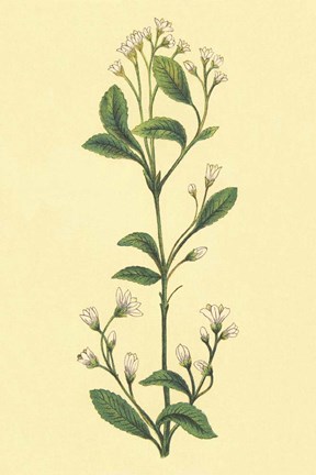 Framed Service Berry and Shad Bush Print