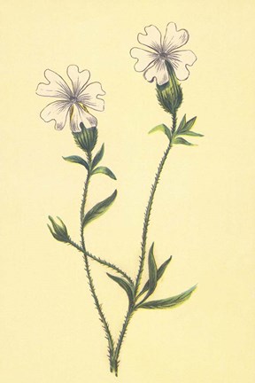 Framed Silene Vulgaris Print