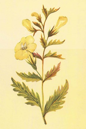 Framed Yellow Fox Glove Print