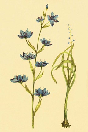 Framed Zygadenus Print