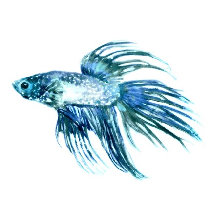 Framed Fish IV Print