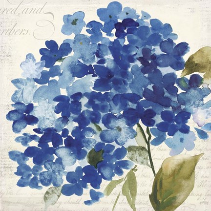 Framed Hampton Hydrangea II Print