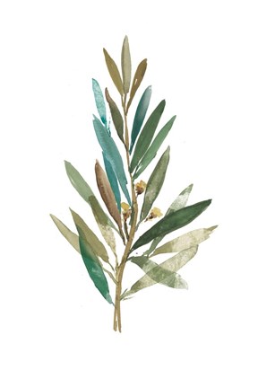 Framed Olive III Print