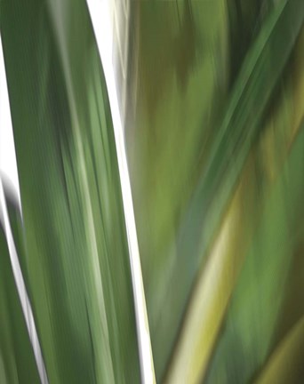 Framed Organic IV Print