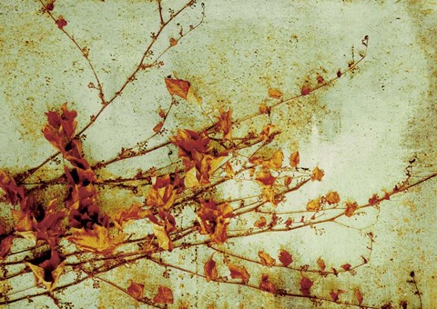 Framed Persimmon Print