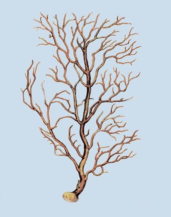 Framed Coral IV Print