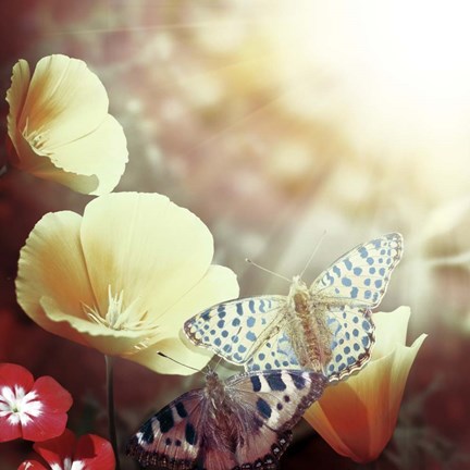 Framed Sunbeam Print