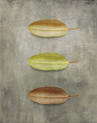 Framed Study II Print