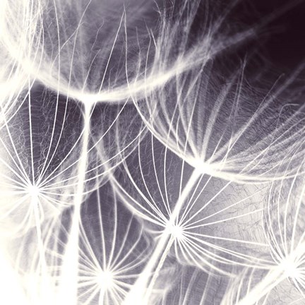 Framed Blown Away Print