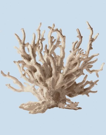 Framed Coral II Print