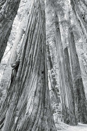 Framed Redwoods Forest III BW Print