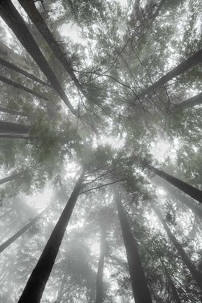 Framed Fir Trees I Bright Print