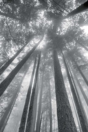 Framed Fir Trees II BW Print