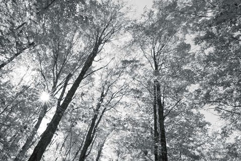 Framed Autumn Forest III BW Print