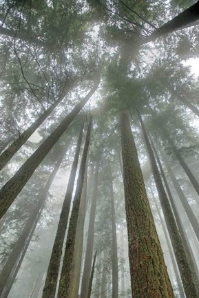 Framed Fir Trees II Print