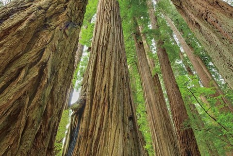 Framed Redwoods Forest IV Print