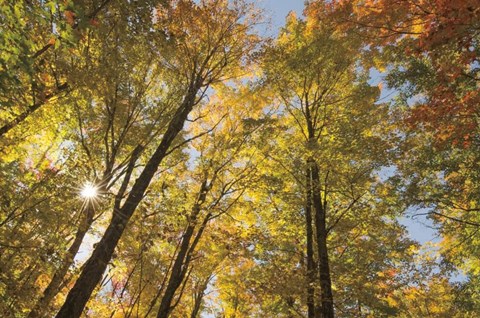 Framed Autumn Forest III Print