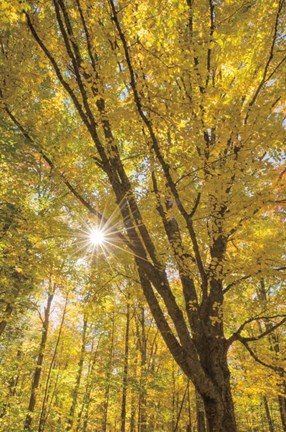 Framed Autumn Forest II Print