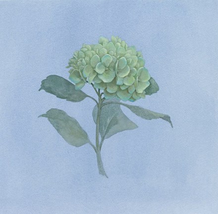 Framed Blue Hydrangea I Print