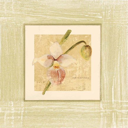 Framed Exotic Floral IV Print
