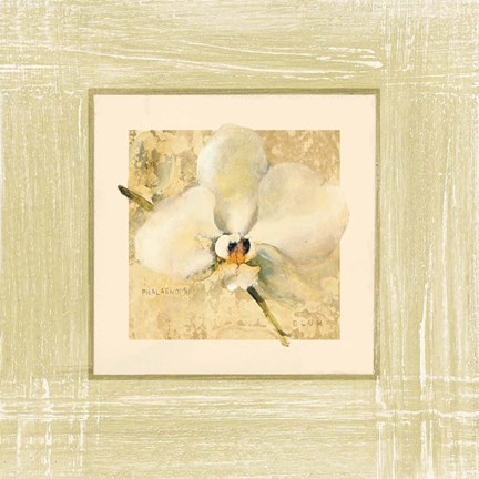Framed Exotic Floral III Print