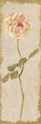 Framed Pale Rose Panel on White Vintage Print