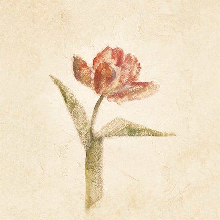 Framed Flaming Parrot Tulip on White Crop Print