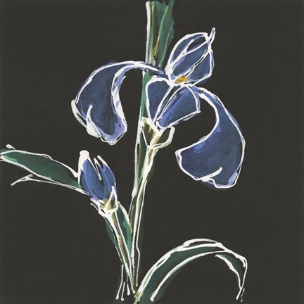 Framed Iris on Black IV Print