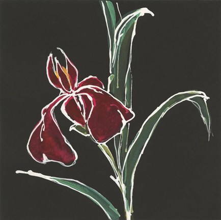 Framed Iris on Black V Print