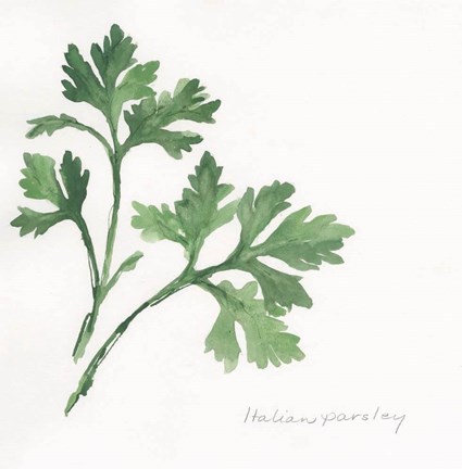 Framed Italian Parsley II Print