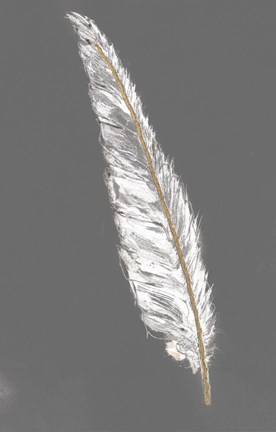 Framed Gold Feathers VI on Grey Print