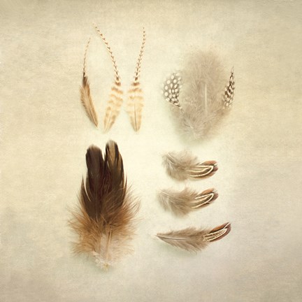 Framed Feathers II Square Print