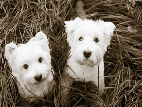 Framed Such Cuties Print