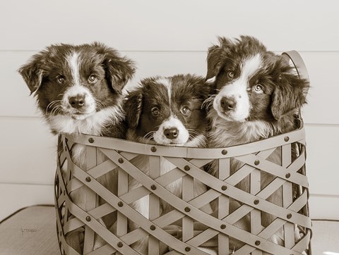 Framed What a Cute Bundle Print