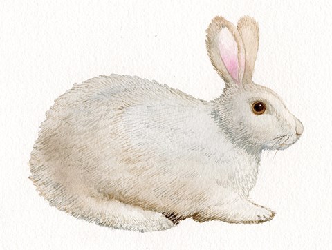 Framed Spring Bunny IV White Print
