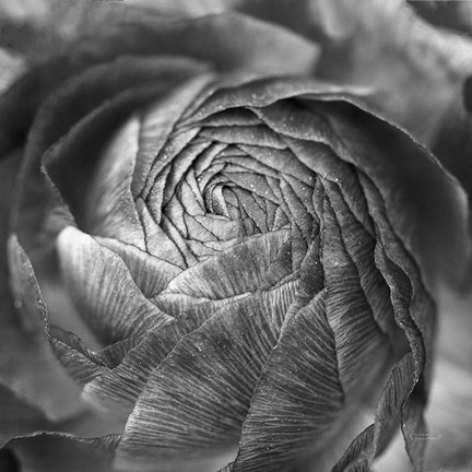 Framed Ranunculus Abstract II BW Print